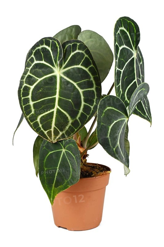 Tropical 'Anthurium Clarinervium' houseplant in pot on white background
