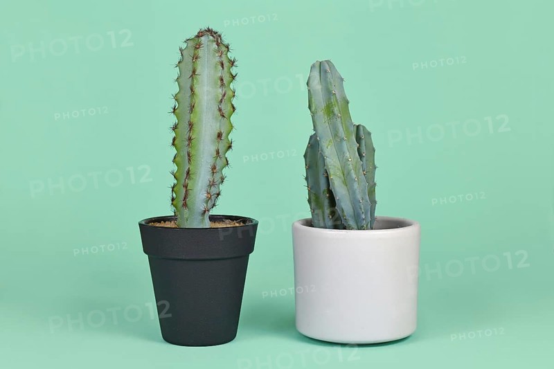 Real and fake plant. Potted natural Myrtillocactus Cactus and plastic plant comparison