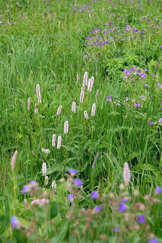 Wood cranesbill