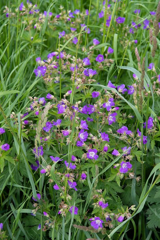 Wood cranesbill