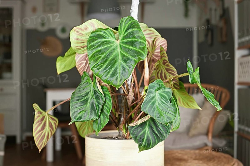 Topical 'Philodendron Verrucosum' houseplant with dark green veined velvety leaves in flower pot