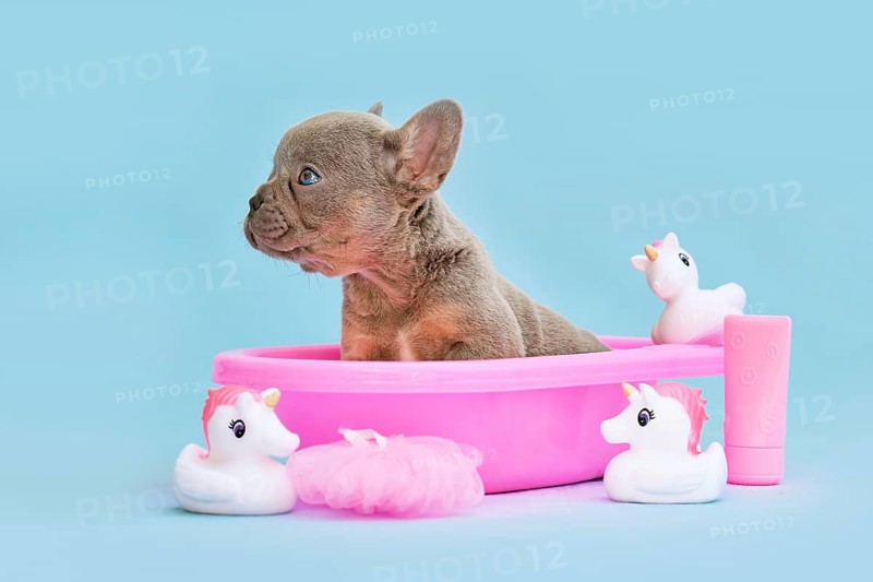 Isabella French Bulldog dog puppy in pink bathtub with rubber ducks on blue background