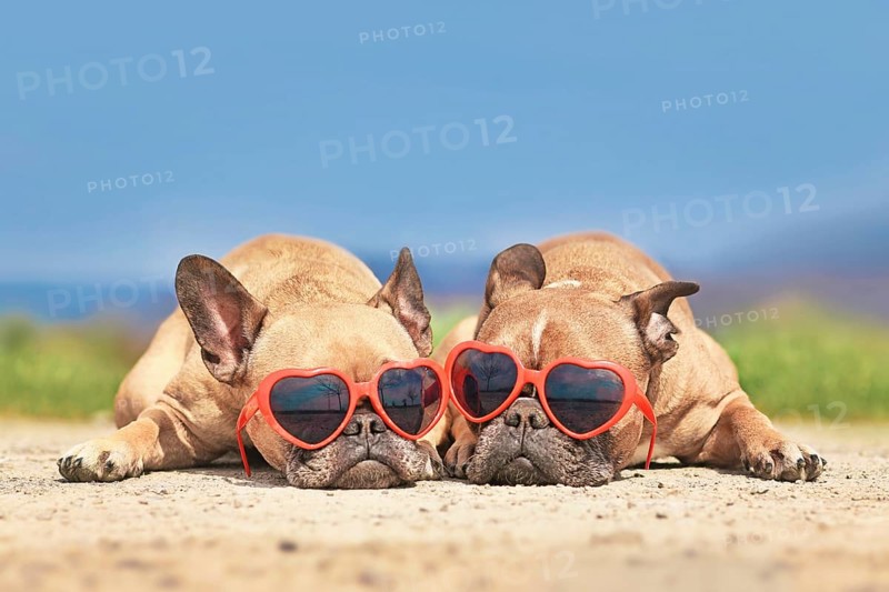 Pair of French Bulldog dogs wearing red heart shaped sunglasses in summer