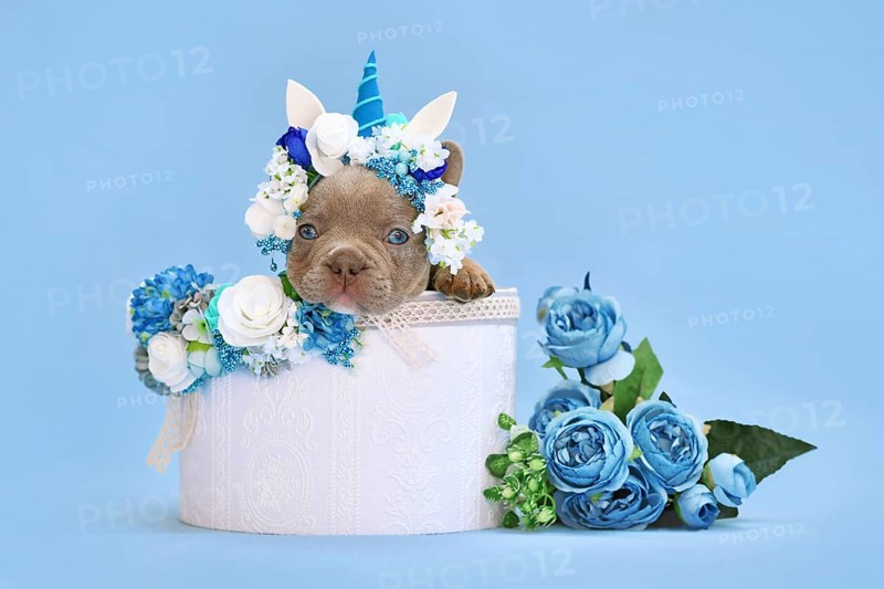 Isabelle French Bulldog dog puppy with unicorn headband with horn peeking out of box with flowers on blue background