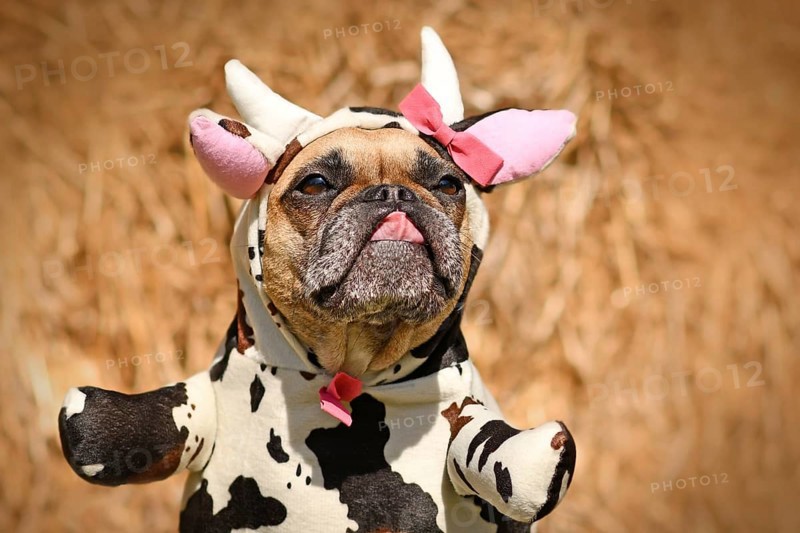 French Bulldog dog wearing funny full body Halloween cow costume with fake arms