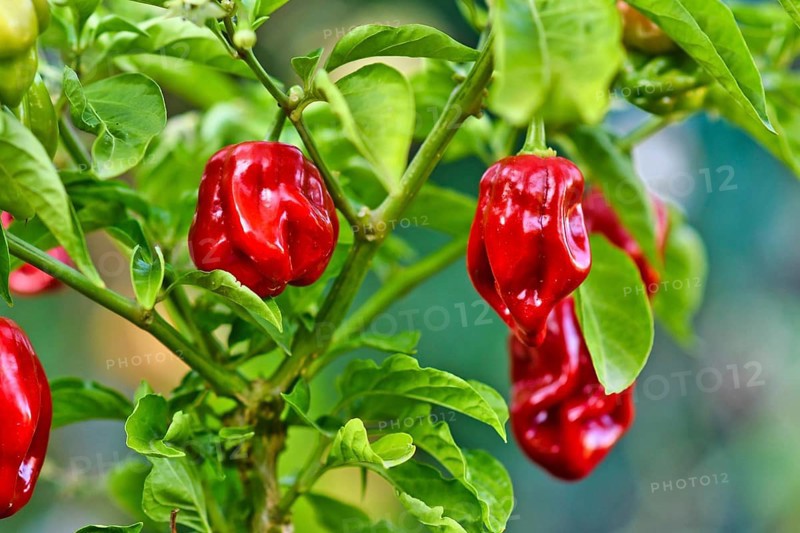 Habaneros chili pepper plant with red ripe fruits