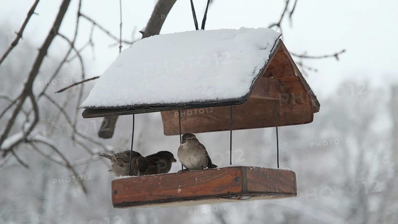 House sparrows pecks food in birdhouse under snow