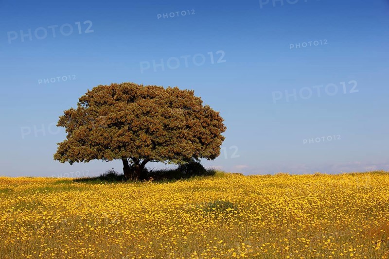 Flowering meadow with holm oak in spring