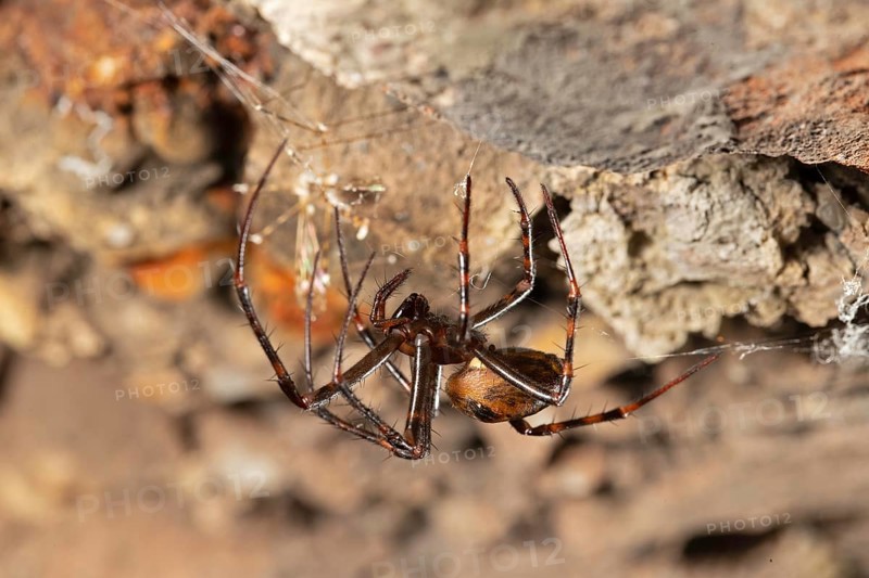 Large european cave spider