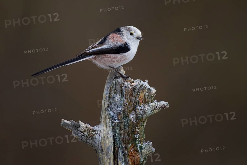 Long-tailed tit