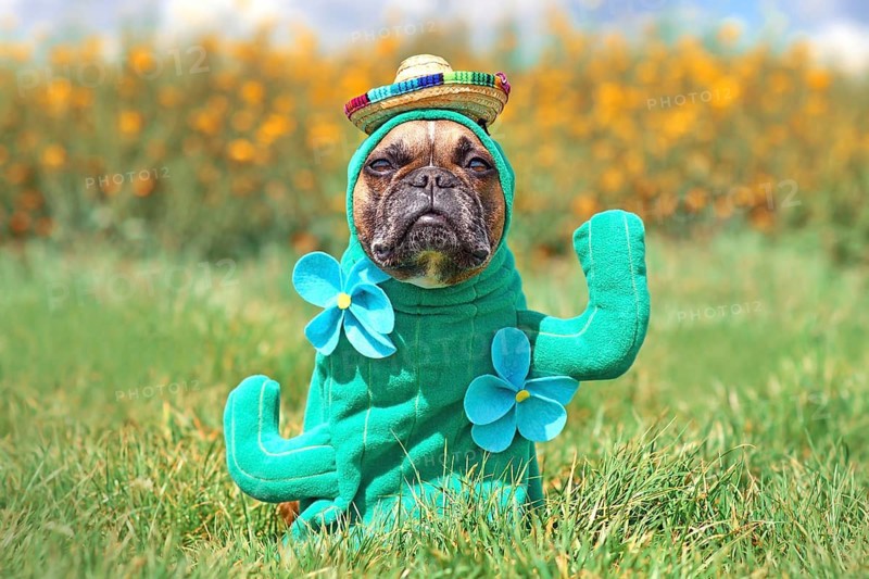 Funny dog costume. French Bulldog dressed up with cactus plant Halloween costume with fake arms