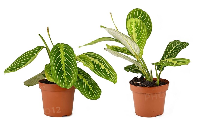 Comparison of raised and lowered leaves during daytime and nighttime of Prayer Plant 'Maranta Leuconeura Lemon Lime' on white background