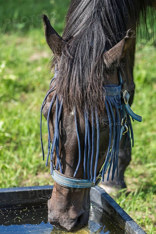 Horse drinking at a drinking trough
