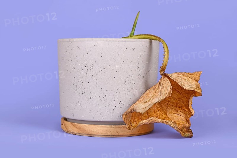 Dying houseplant with hanging dry leaf in flower pot on ciolet background