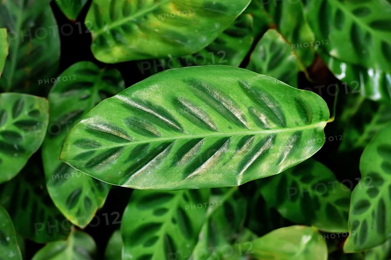 Exotic 'Calathea Wiotii' plant with multicolored green stripe pattern on leaves