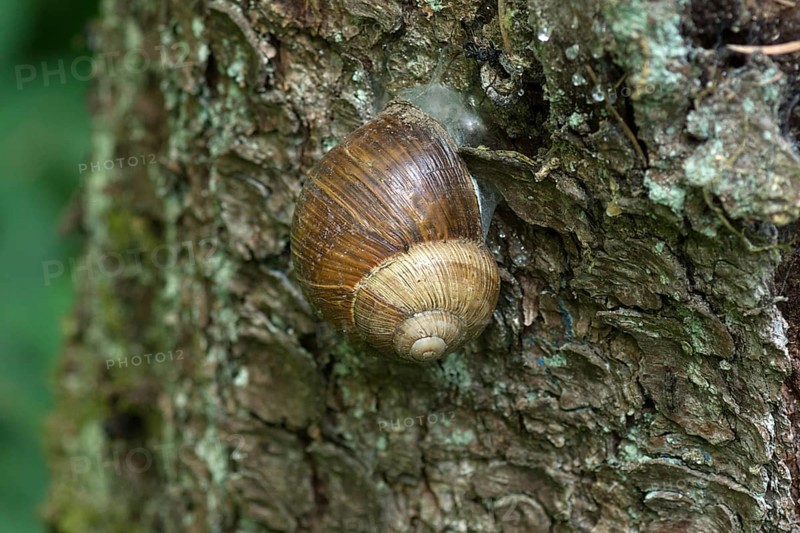 Burgundy snail