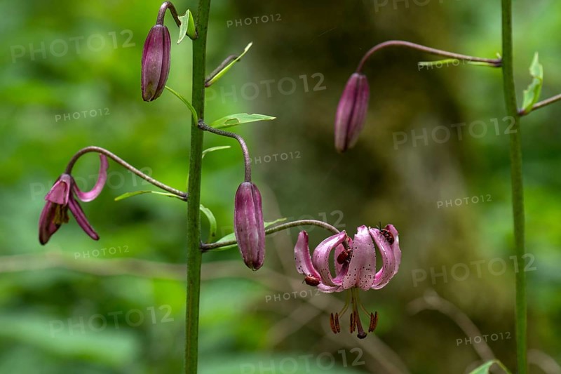 Scarlet lily beetle