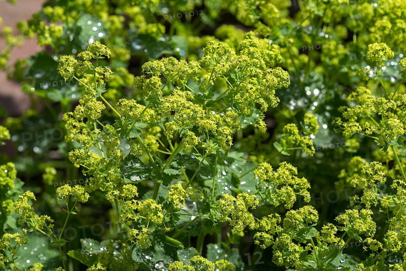 Blossoms of lady's mantle