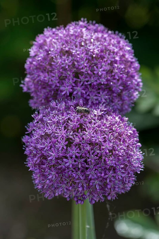 Ornamental garlic flowers