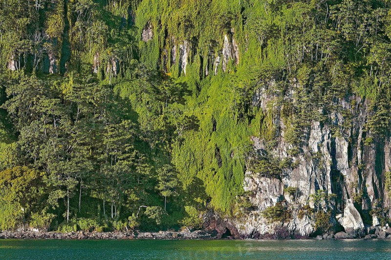 Primary forest on almost vertical rock face on Cocos Island
