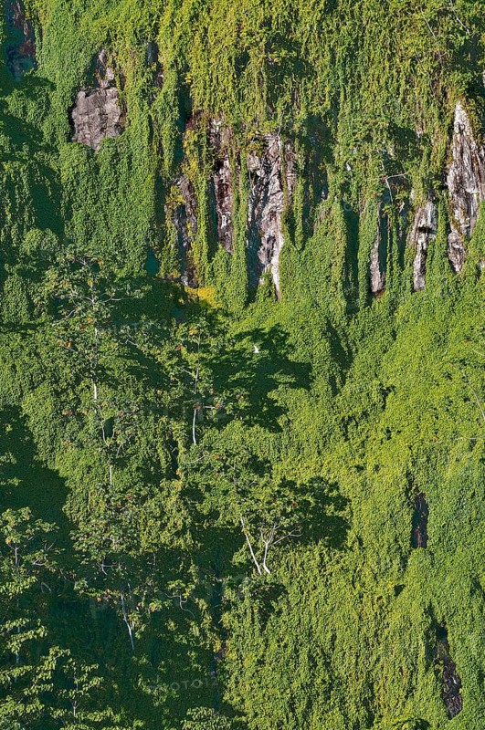 Primary forest on almost vertical rock face on Cocos Island