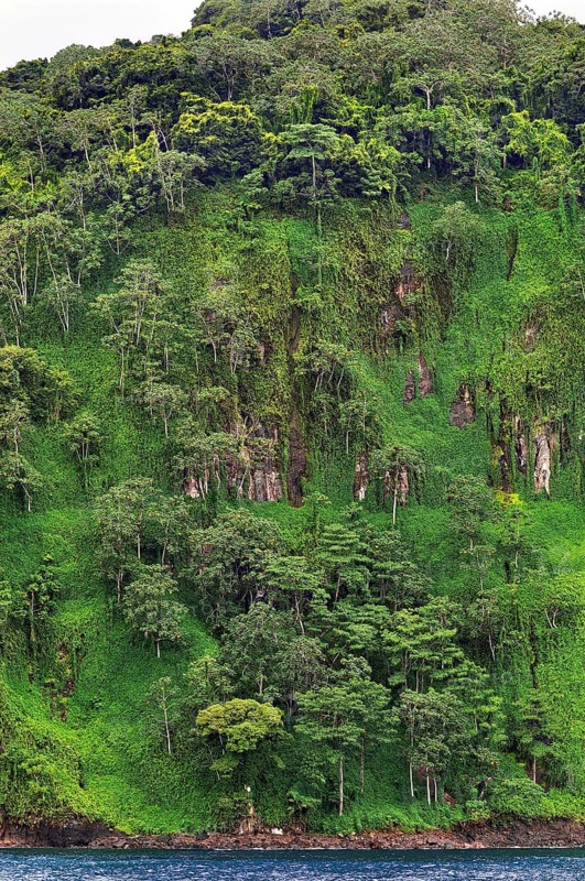 Primary forest on almost vertical rock face on Cocos Island