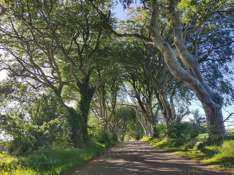 Dark Hedges
