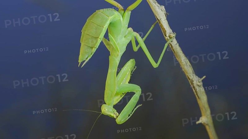 Close-up of green praying mantis sitting on bush branch and washing his face on blue sky background