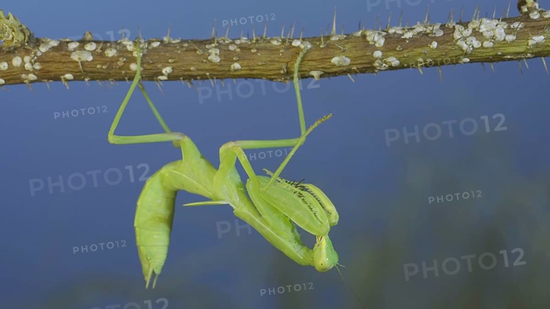 Green praying mantis hangs on at horny branch of bush and looks at on camera on blue sky background