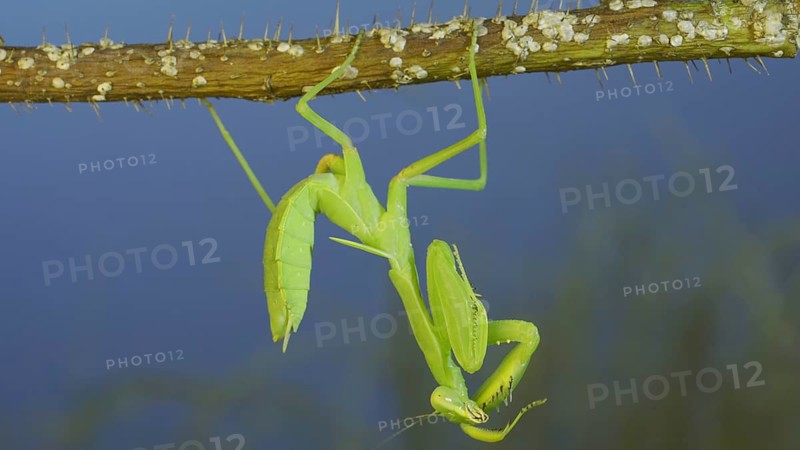 Green praying mantis hangs on thorny branch of bush and washing his face on blue sky background