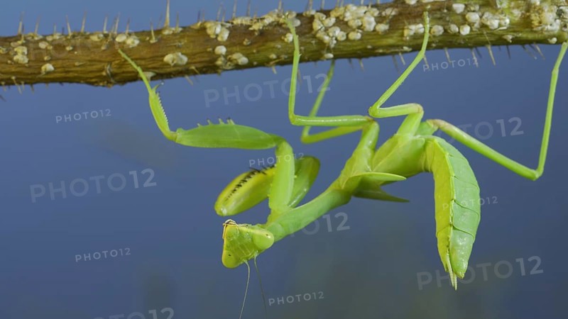 Green praying mantis hangs on at horny branch of bush and looks at on camera on blue sky background