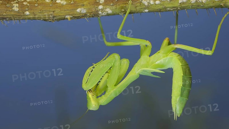 Green praying mantis hangs on at horny branch of bush and looks at on camera on blue sky background
