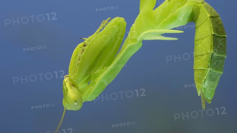 Close-up of green praying mantis sitting on bush branchon and washing his face blue sky background