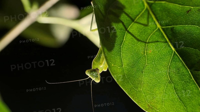 Praying mantis is silhouetted behind a green lilac leaf. Close-up of mantis insect. Backlighting