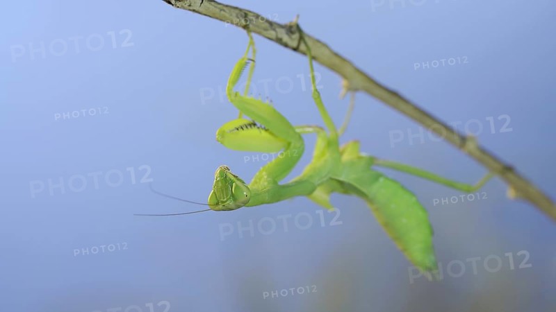 Close-up of green praying mantis sitting on bush branch and looks at on camera on blue sky background