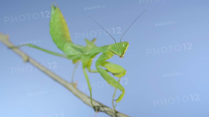 Close-up of green praying mantis sitting on bush branch and looks at on camera on blue sky background