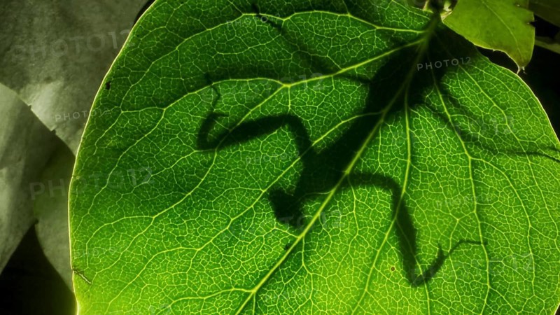 Praying mantis is silhouetted behind a green lilac leaf. Close-up of mantis insect. Backlighting