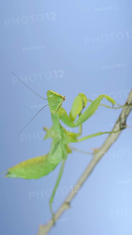 Close-up of green praying mantis sitting on bush branch and looks at on camera on blue sky background