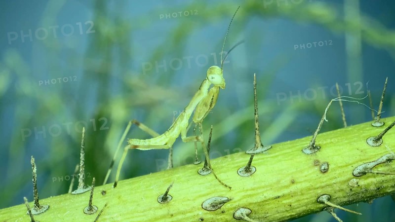 Newborn green Praying Mantis sit on prickly branch. Ð¡lose-up of baby mantis insect