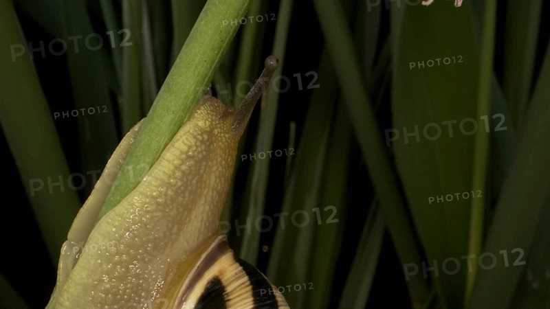Close-up of Brown-lipped Snail crawling on a bud