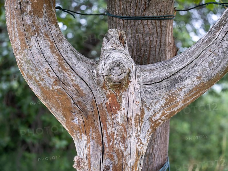 Tree with splitting trunk near the Hainich nature reserve