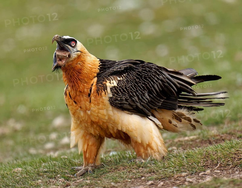 Bearded vulture