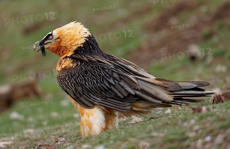 Bearded vulture