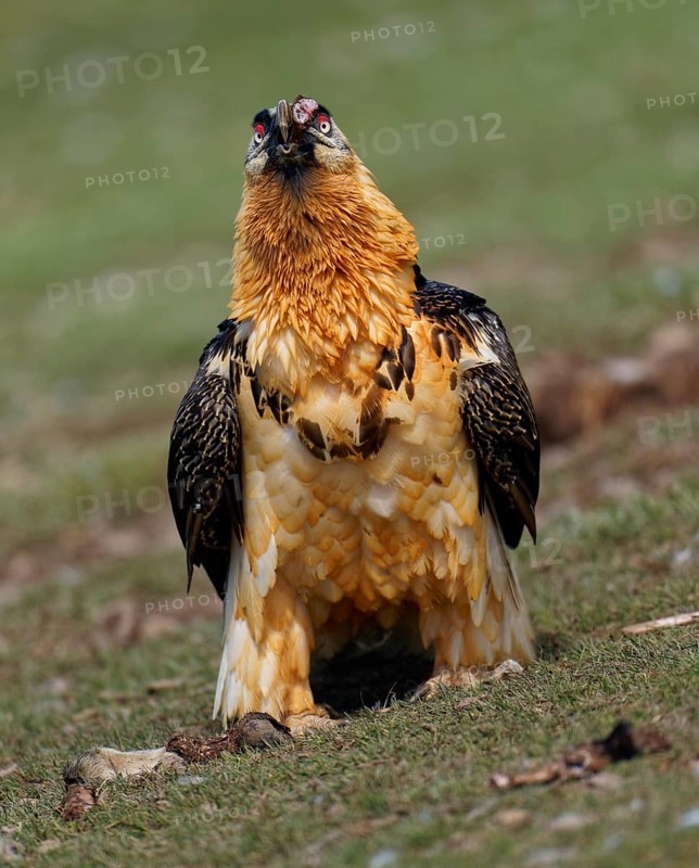 Bearded vulture