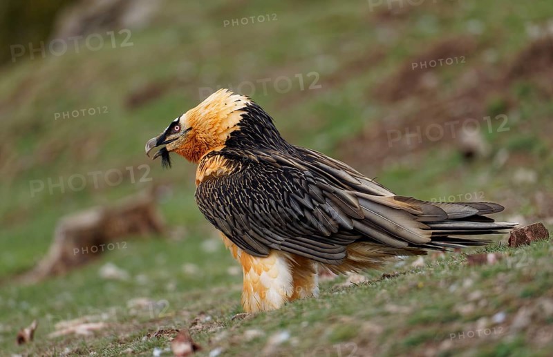 Bearded vulture