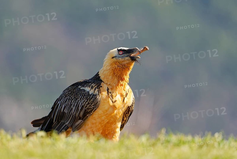 Bearded vulture