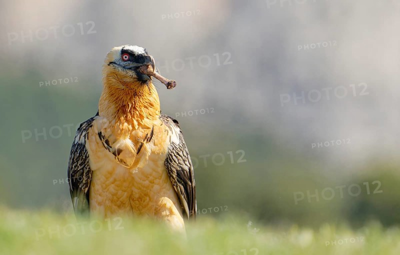 Bearded vulture