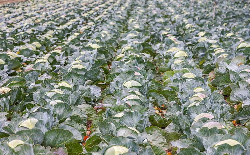 White cabbage