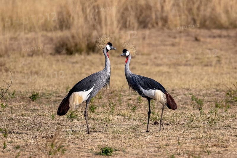 Black crowned crane