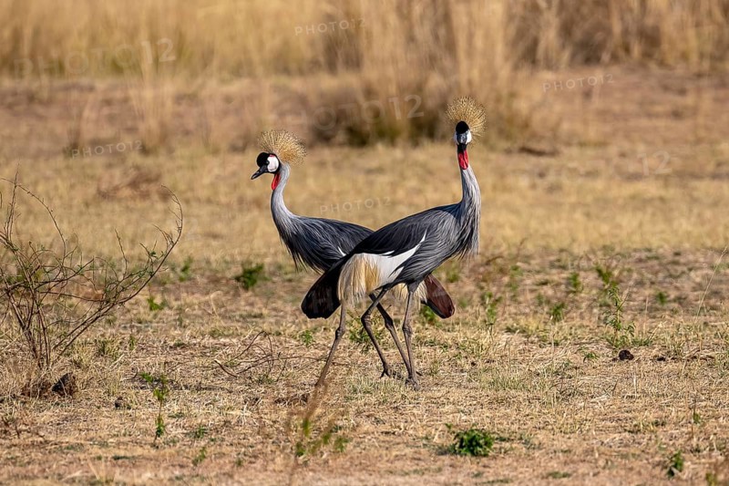 Black crowned crane